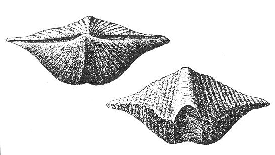 Braquiópodos Spirifer Paleozoico -