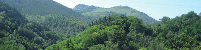 CUARTO INVENTARIO FORESTAL NACIONAL Bosques mixtos de frondosas autóctonas atlánticas Los bosques mixtos de frondosas ocupan en el País Vasco una extensión similar a la de los hayedos, que supone