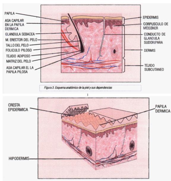 La membrana basal separa la dermis de la epidermis, sirve de soporte estructural de la epidermis y proporciona cohesión a la unión dermo-epidérmica.