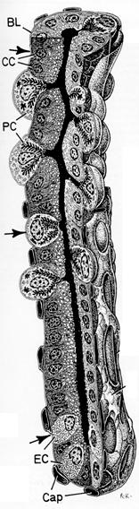 Estómago glándulas fúndicas de mamíferos Tipos celulares exocrinos Células mucosas