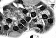 (zimógenas) Glándulas unicelulares serosas M.