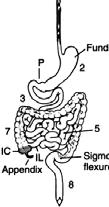 Hígado Páncreas Hígado Páncreas Diferenciaciones anatómicas del tracto digestivo Boca - cavidad oral Pico,