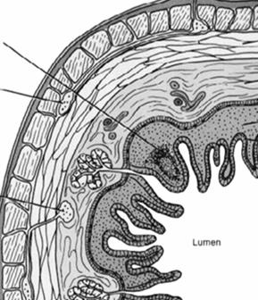 tejidos) Serosa (en la cavidad corporal) mesenterio Mesotelio Glándulas anejas Mesenterio Luz Organización histológica del tubo digestivo Otros componentes Mucosa Epitelio de revestimiento Células