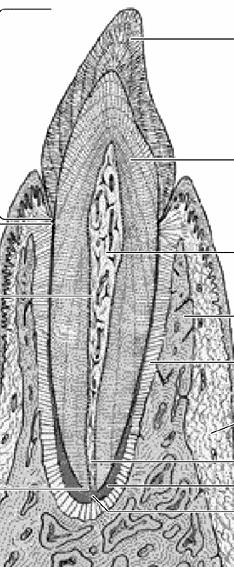 Cemento»Origen mesenquimático (tejido óseo) Cartílago mandibular Capa córnea Epitelio oral pluriestratif.