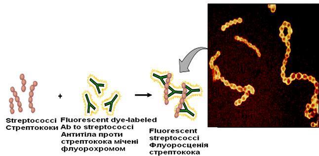 Estreptococos Anticuerpos Anti-estreptococo Conjugados a Fluorocromo Estreptococos Fluorescentes Imagen microscópica de