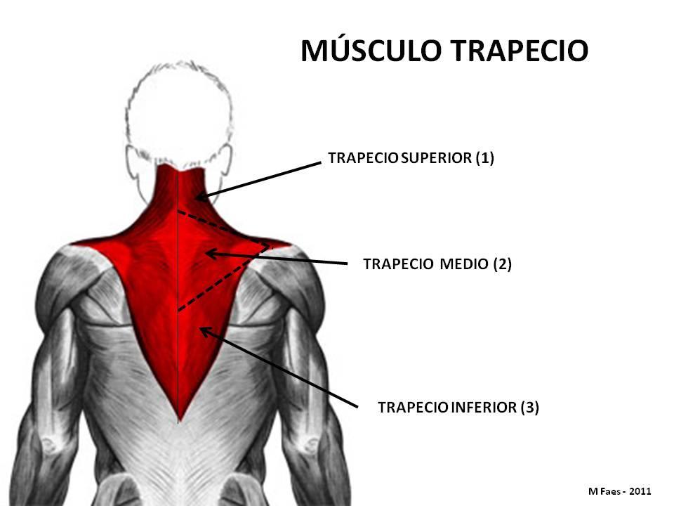 músculo está dividido en tres porciones: El superior o trapecio 1: Tiene su origen en la línea nucal superior del occipital, protuberancia occipital