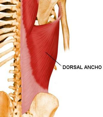 Músculo dorsal ancho: Origen: Apófisis espinosas de D7 a D12, de L1 a L5, cresta del sacro, cresta ilíaca, en una aponeurosis llamada masa común (6); 10º, 11º y 12º costillas, ángulo inferior de la