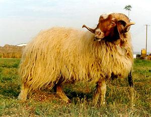 Estas ovejas poseen una ubre más desarrollada siendo su producción por lactancia muy superior a las otras razas.