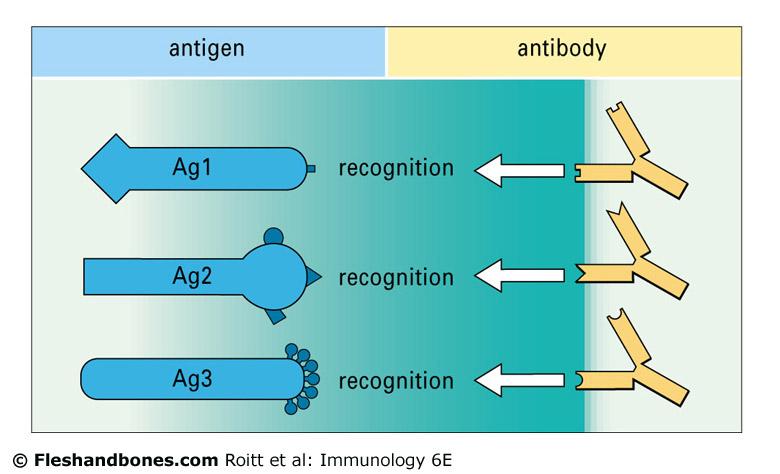 Antígenos Antígenos Antígenos El reconocimiento del antígeno es