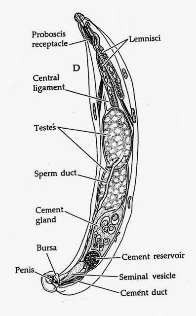 ÓRGANOS INTERNOS Los Acantocéfalos tienen muy pocos sistemas de órganos, carecen de Tubo Digestivo, ya la mayor parte del cuerpo está ocupada por el Aparato Genital y sus dependencias En la parte