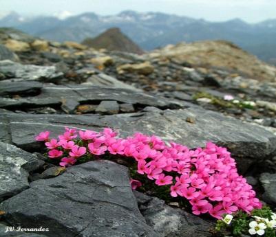 Biodiversidad Definir un área común de trabajo y la metodologia para reflejar la distribución de las especies de flora en los Pirineos.