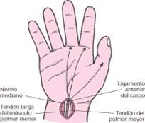 Figura 2 Aquí se observa la posición del nervio mediano y su relación con otras estructuras Los síntomas están en relación con el territorio de inervación del nervio en la región de la mano, como se