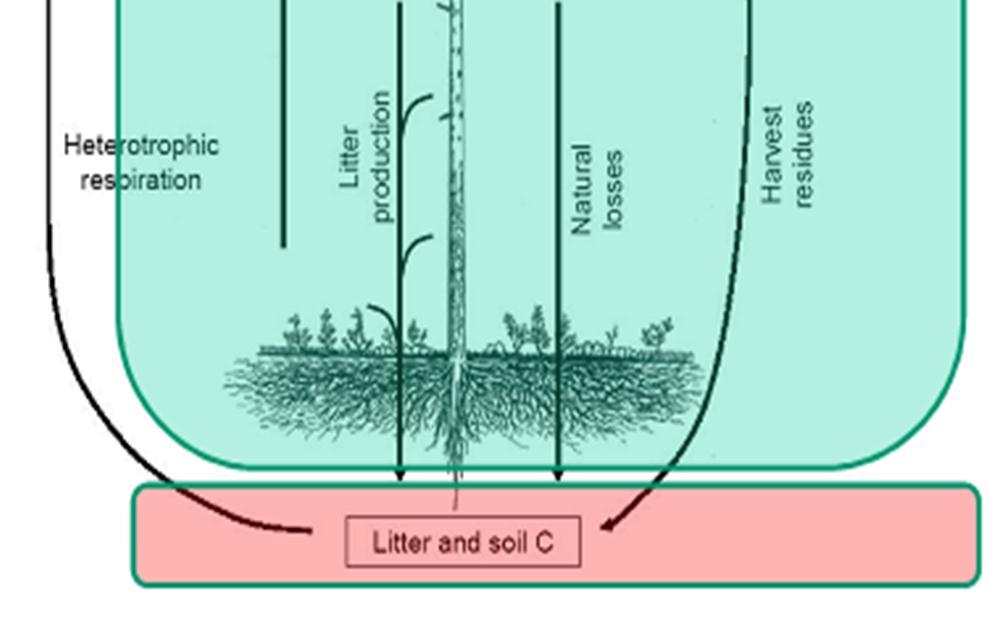 suelo - utiliza parámetros del suelo, madera muerta y hojarasca