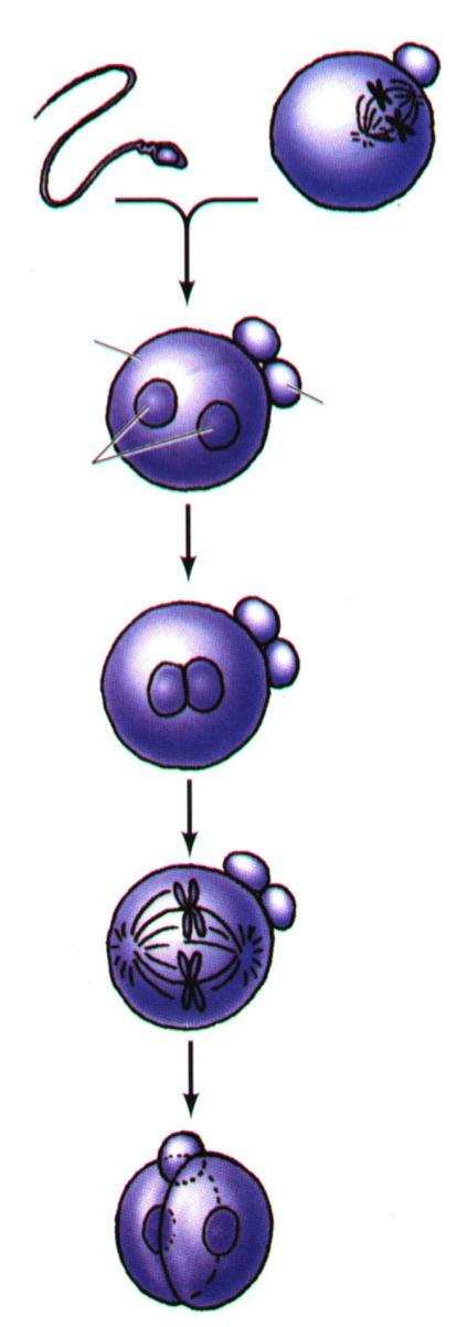 Capítulo 3 d) El ovocito secundario reacciona al contacto del espermatozoide de dos maneras : aumentan los niveles de calcio (Ca +2 ) intracelular produciendo exocitosis de gránulos corticales que