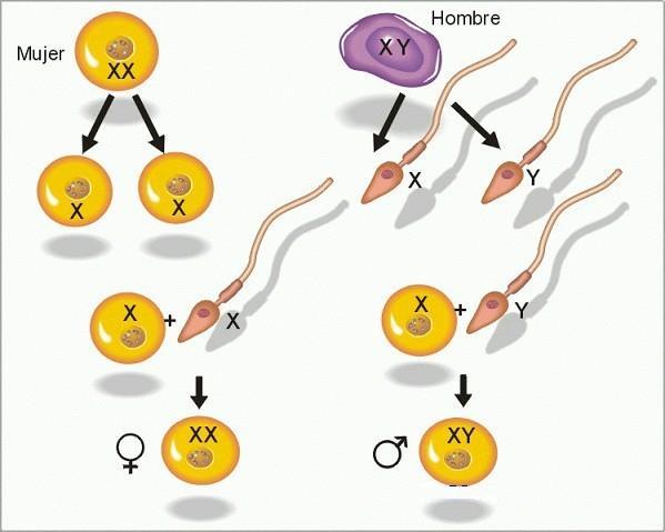 Capítulo 3 Todos los ovocitos secundarios llevan un cromosoma X. Los espermatozoides pueden llevar el cromosoma X ó el cromosoma Y.