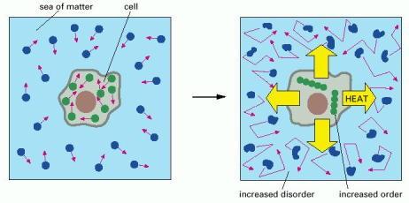 that a cell is not an isolated system: it takes in energy from its environment in the form of food, or as photons from the sun (or even, as in some chemosynthetic bacteria, from inorganic molecules