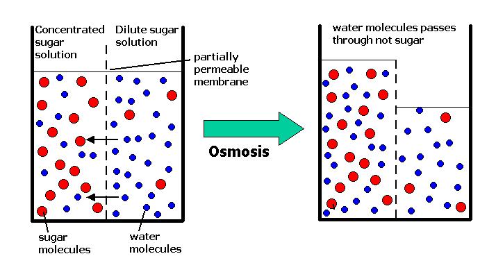 Antecedentes Para entender lo que ocurre con una célula cuando esta es sometida a medios de disolución con concentraciones diferentes.