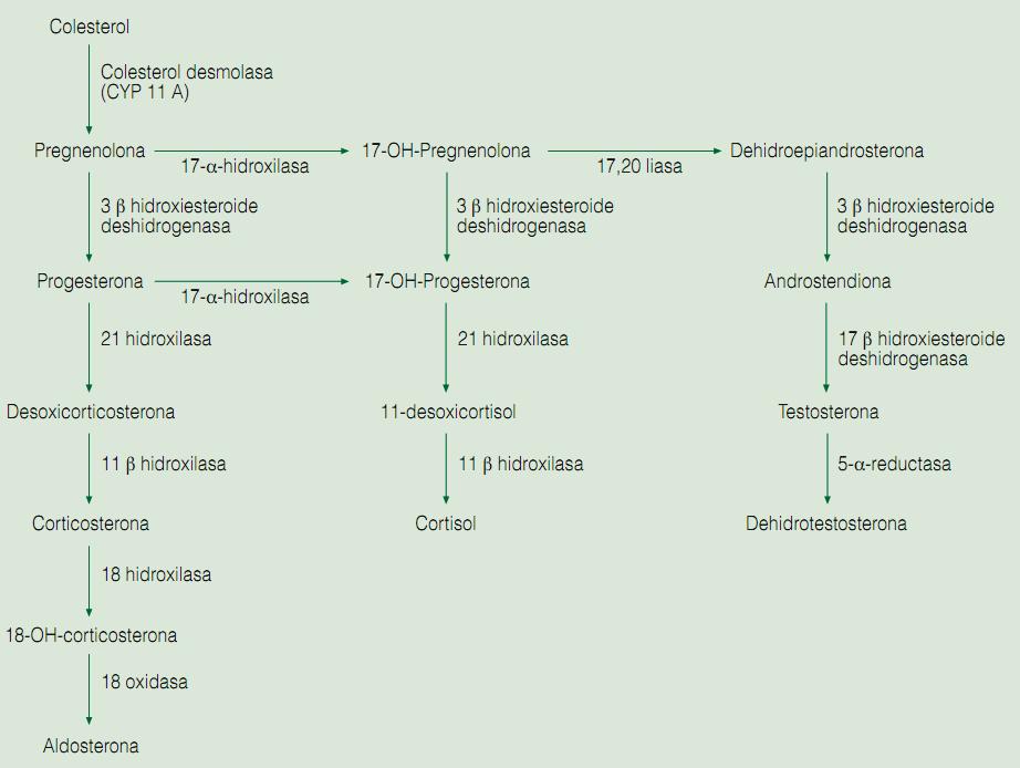Mejía y cols Trabajo Especial Fig. 1: Esteroidogénesis suprarrenal.