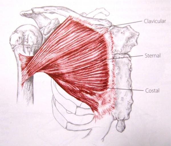 Pectoral mayor. Parte clavicular: 2/3 mediales de la clavícula. Parte esternal: articulación esternocostal 1º a 6º costilla.