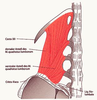 Cuadrado lumbar. Tercio posterior cresta iliaca y fascia lumbar. Borde inferior de 12º costilla. Ap.