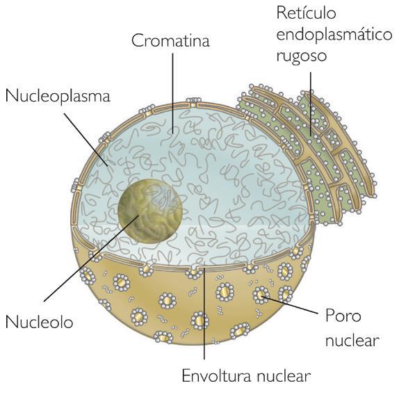 Organelo principal de las células. NÚCLEO Estructura: Doble membrana, con poros.
