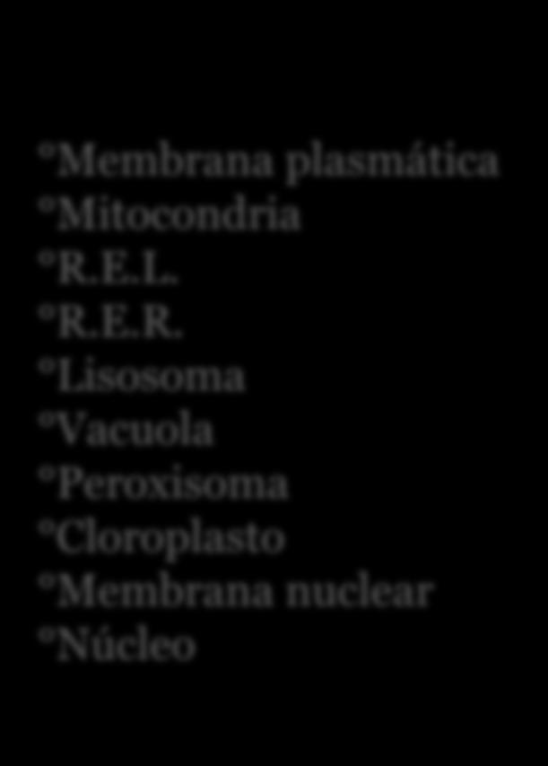 plasmática Mitocondria R.E.