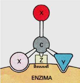 Las enzimas son estereoespecíficas porque forman varias interacciones entre aminoácidos del centro activo y los distintos