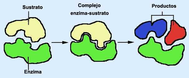 Reacción enzimática simple E+S ES EP E : enzima libre S : sustrato ES