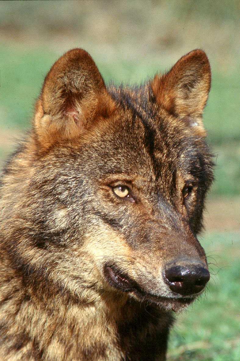 Plan de gestión del lobo Recuperación de la memoria histórica y cultural El Lobo (Canis lupus signatus) es parte del Patrimonio