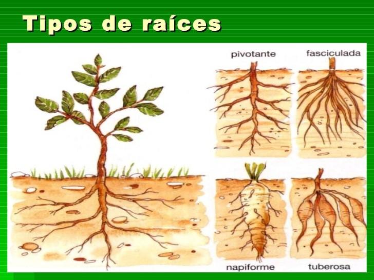 Qué tipos de raíces hay.