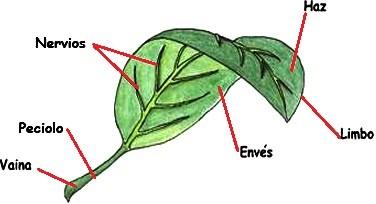 Estudiando las hojas. Cómo es...? La hoja es un órgano verde plano que está unida al tallo.