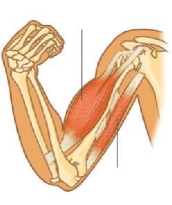 Al contraerse un músculo, uno de estos huesos permanece fijo y el otro se