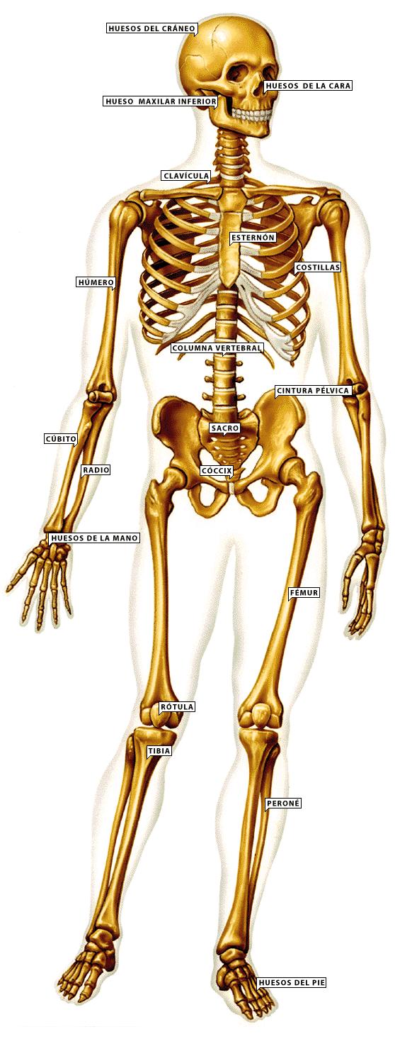 SISTEMA ESQUELÉTICO El sistema esquelético u óseo, está conformado por los huesos, órganos extremadamente duros y resistentes formados por tejido óseo cuyas células llamadas osteocitos, se rodean de