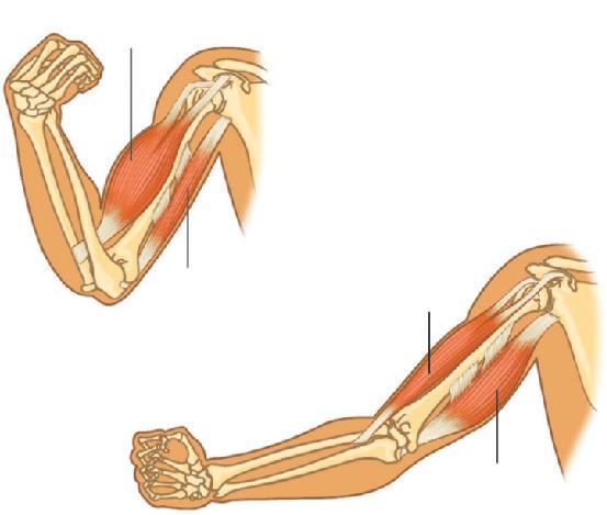 El trabajo de los músculos Existen dos categorías de músculos antagónicos: Flexor contraído Los músculos flexores, que acercan la parte móvil