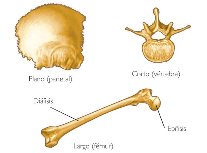 Tipos de Huesos Los huesos se clasifican en tres categorías dependiendo de su forma y longitud: Huesos largos, como los