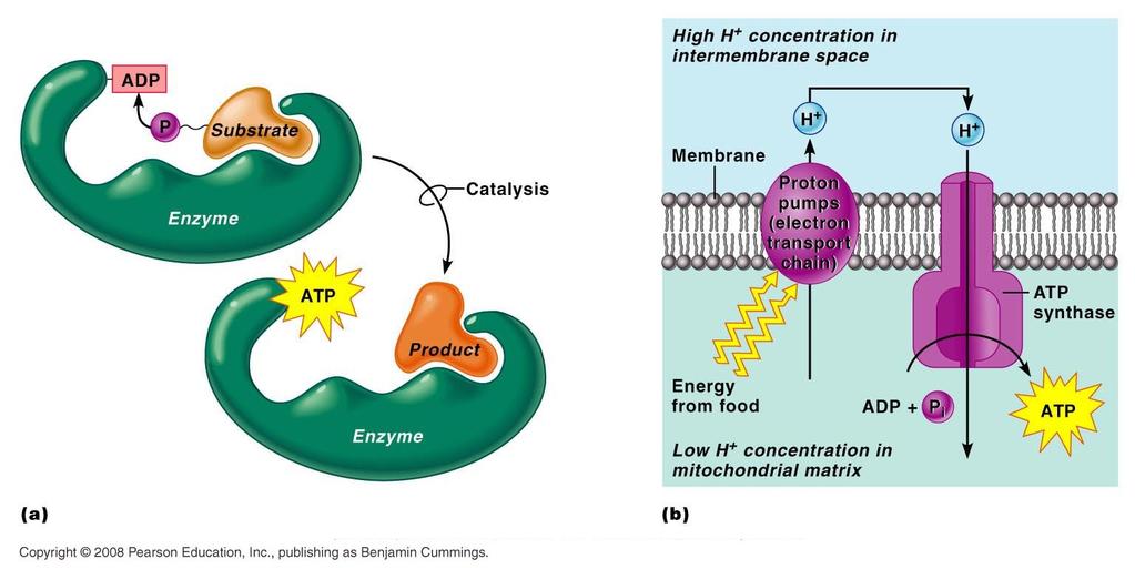 DOS FORMAS DE OBTENCIÓN DE ENERGÍA EN EL CATABOLISMO FOSFORILACIÓN A NIVEL DE SUSTRATO Es la síntesis de ATP a partir de ADP y un grupo fosfato de alta energía que es transferido desde un compuesto
