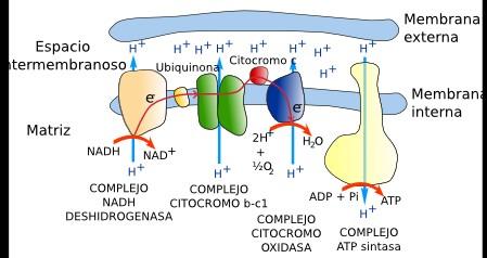síntesis de ATP a partir de ADP y Pi, proceso denominado fosforilación oxidativa.