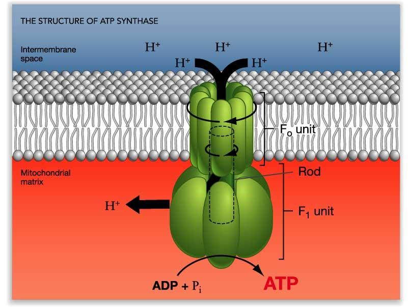 ESTRUCTURA DE LAS ATP SINTETASAS O PARTÍCULAS F DE LA MEMBRANA MITOCONDRIAL INTERNA - Tallo Fo (4 nm) Inmerso en la membrana interna, es un canal de protones.