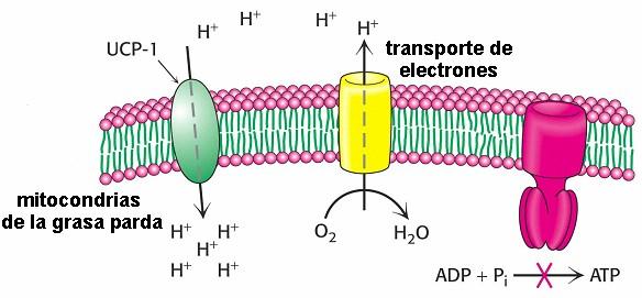 LA ENERGÍA DEL GRADIENTE DE PROTONES PUEDE USARSE PARA GENERAR CALOR El papel principal de la transferencia de electrones en la mitocondria es suministrar energía para la síntesis de ATP durante la