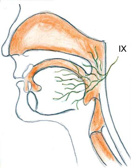 El glosofaríngeo es el responsable de la inervación del tercio posterior de la cavidad oral y de la orofaringe (Figura 6). Los dos tercios anteriores están a cargo de la rama maxilar del trigémino.