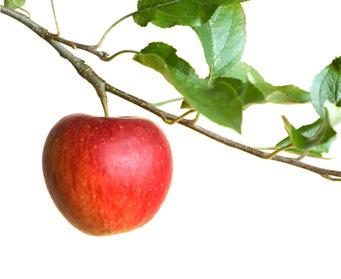 Fracción arancelaria Arancel aplicado 2017* Arancel consolidado omc (nmf)** Tratados de libre comercio* Manzanas frescas 0808.10.