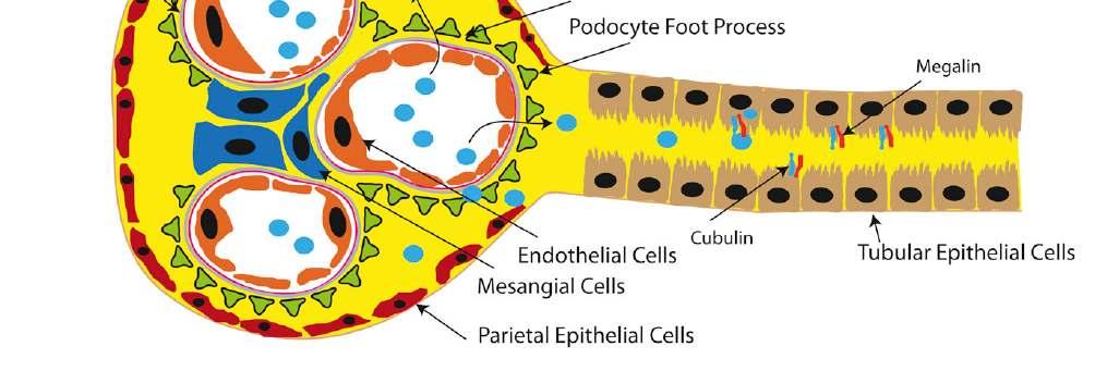 ESTRUCTURA Y COMPONENTES DE LA BARRERA GLOMERULAR Las células mesangiales hacen contacto con la membrana basal y dentro de sus funciones dan soporte a los capilares