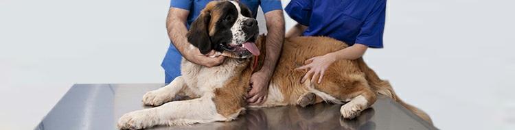 1. La doxiciclina en perros La doxiciclina en perros se utiliza para tratar múltiples infecciones, causadas tanto por bacterias gram positivas como negativas.