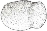 Azuela: de morfología similar al hacha, se diferencia de ésta en que presenta un filo asimétrico, mientras que el