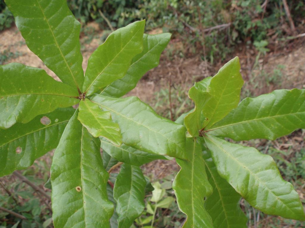 Plantas Medicinales Nombre Común Nombre científico RPU (%) Encino, Roble Quercus spp.
