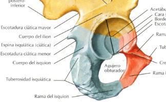 Accidentes óseos BORDE POSTERIOR Espina ciática