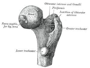 Tercio proximal del fémur Hueso más largo y pesado del cuerpo Tercio proximal Cabeza del fémur