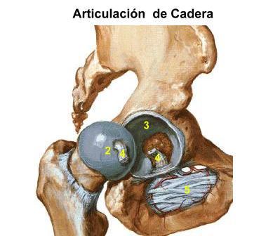 Articulación de la cadera Unión entre el miembro inferior y la cintura pelviana Sinovial esferoidea, fuerte y