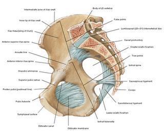 Articulaciones sacroilíacas Articulación sinovial (anterior) entre las carillas auriculares del sacro y del ilion Sindesmosis (posterior) entre las tuberosidades