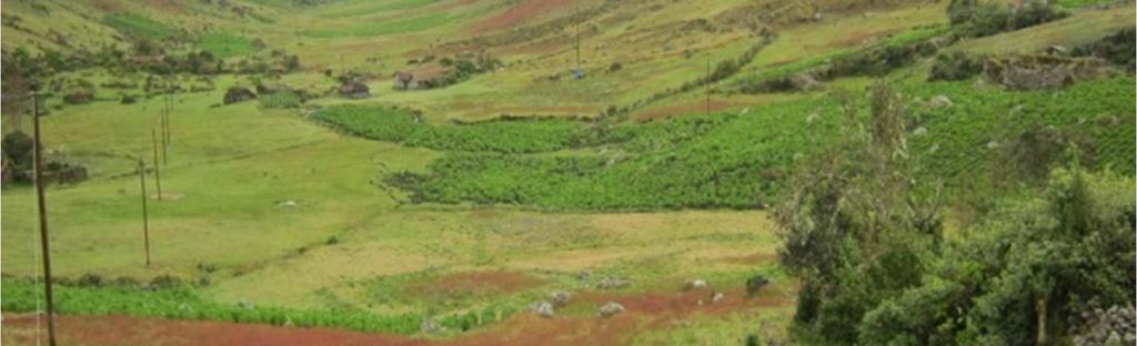 semilleros de papas nativas e industriales. Otras zonas con buenos rendimientos son las provincias de Junín, Jauja y Concepción.